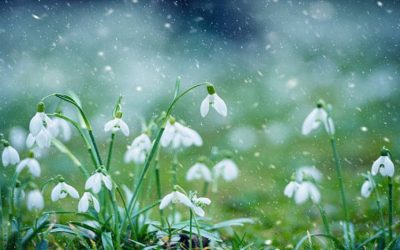 Snowdrops Helping the Fight Against Alzheimer’s Disease