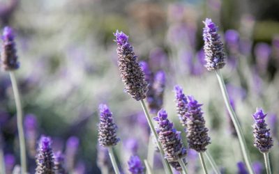 Can lavender really help you sleep?