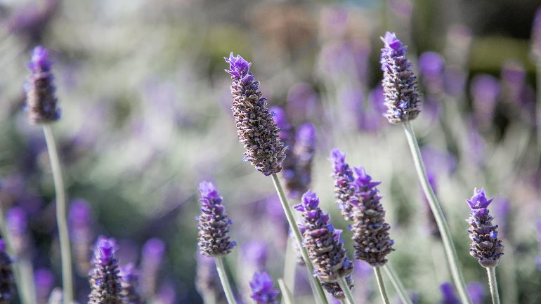 Can lavender really help you sleep?