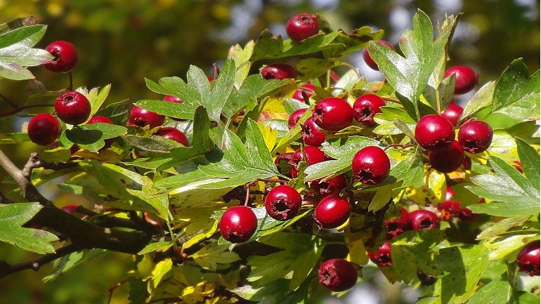 The Power of Hawthorn For Heart Health