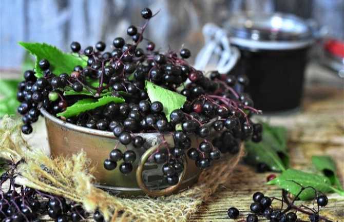 Why You Need Elderberry To Boost YOUR Immunity
