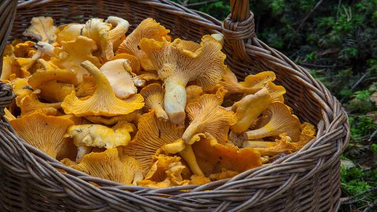 The Magic of Mushrooms for Boosting Immunity